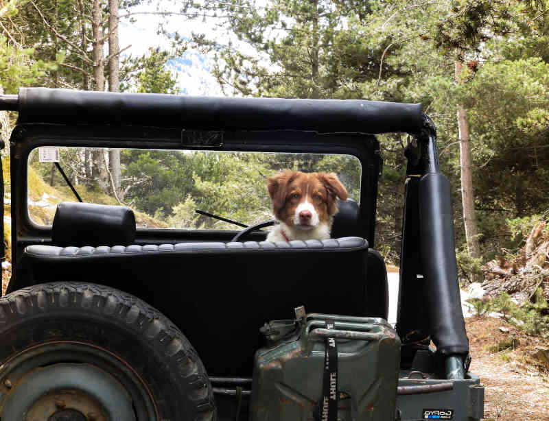 Dog on the jeep
